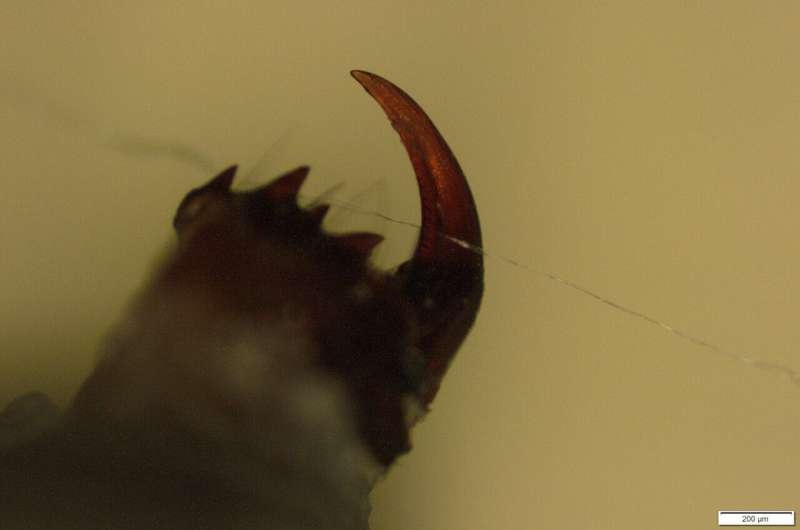 Spider fangs reveal surprises