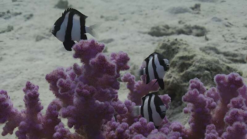 Humbug damselfish use 'motion dazzle' to evade predators