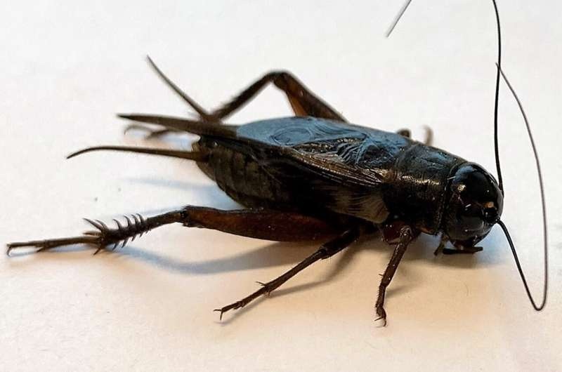 Cricket study suggests mating filter narrows when males are trying to save energy