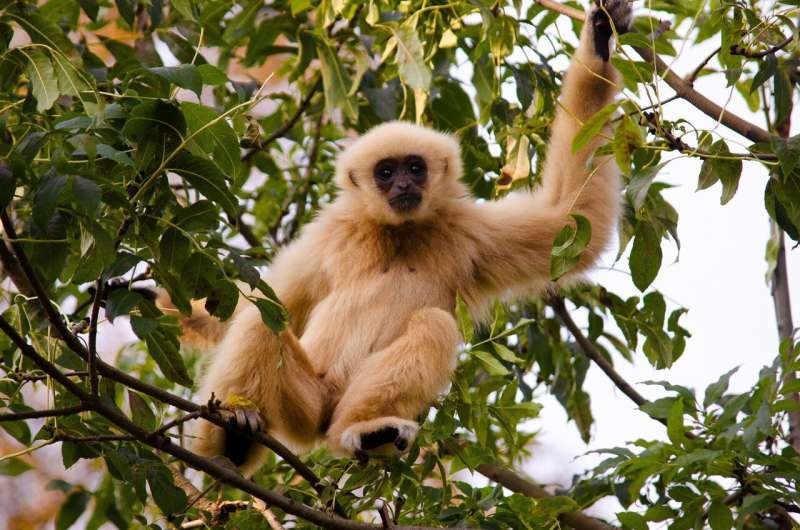 gibbon