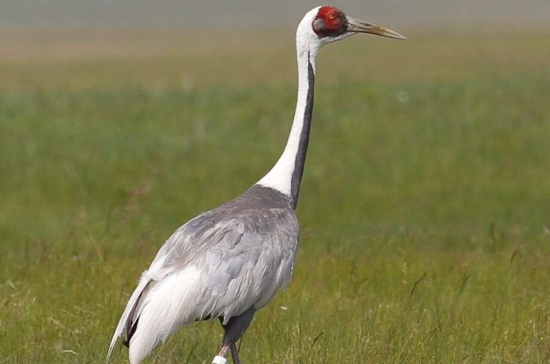 How cranes navigate their complex world