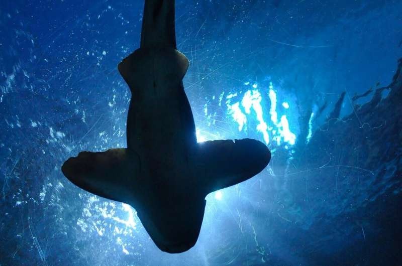 breaching shark