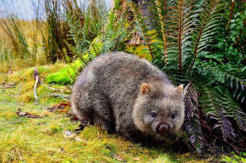 wombat