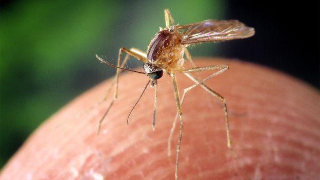 The Mosquito Menace: West Nile Virus Wreaking Havoc Without a Cure