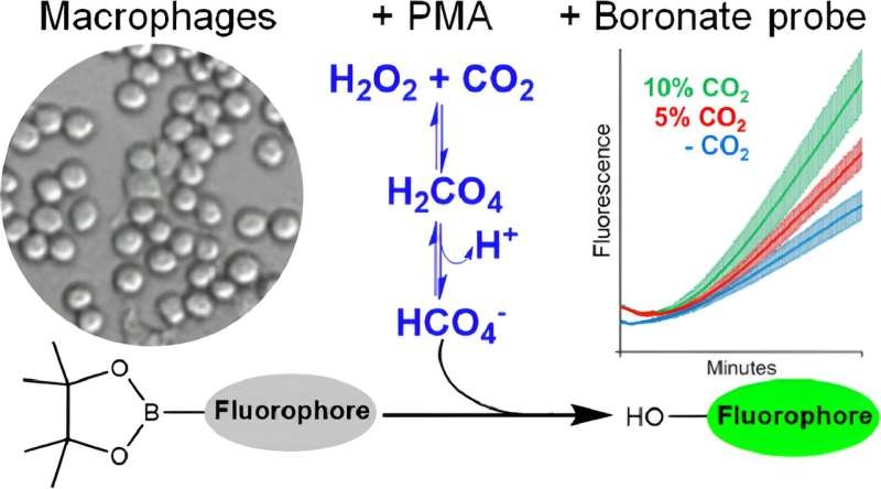 Novel method detects biological oxidant derived from CO₂ in cells