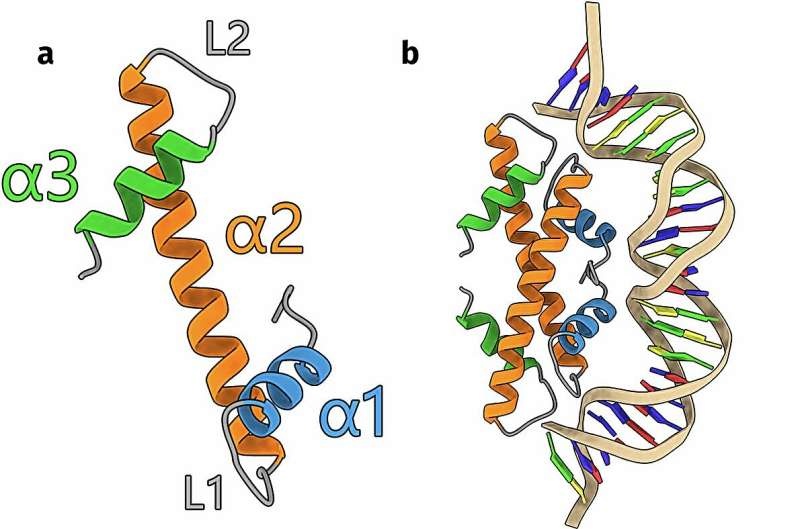 How single-celled organisms organize their DNA