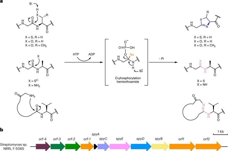 Team discovers naturally occurring DNA-protein hybrids