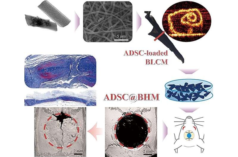 Revolutionary tubular scaffolds boost stem cell-driven bone regeneration in skull defects