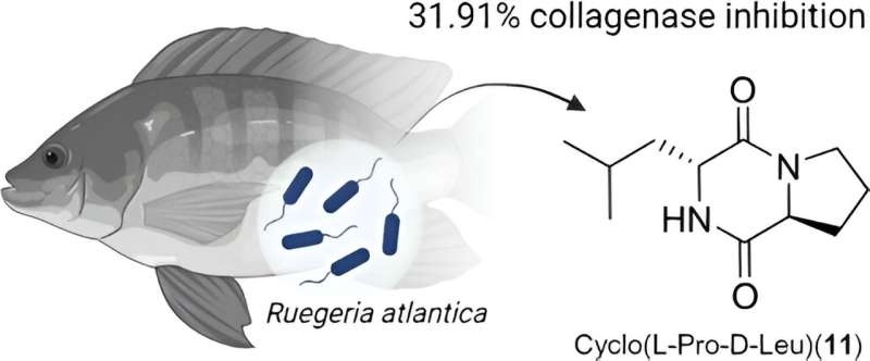 How fish guts might play a role in future skin care products