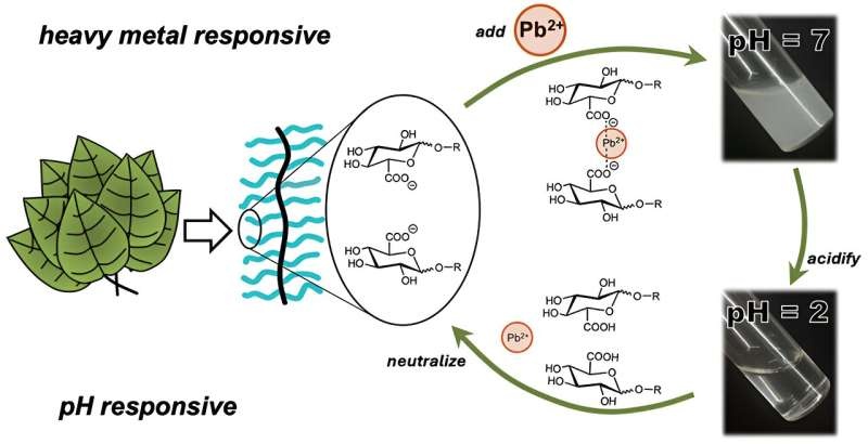 Carbohydrate polymers could be a sweet solution for water purification