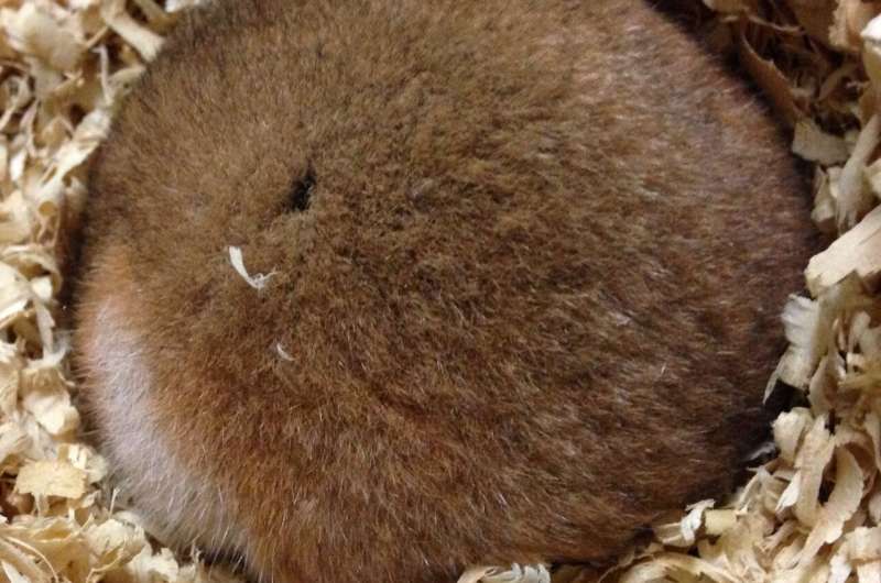 Syrian hamsters reveal genetic secret to hibernation