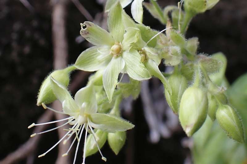 Discovered by drones: World-first method reveals new plant species in endemic Hawaiian genus Schiedea