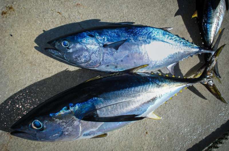 bluefin tuna