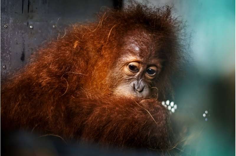 A Sumatran orangutan, one of the species at risk from deforestation according to the new report