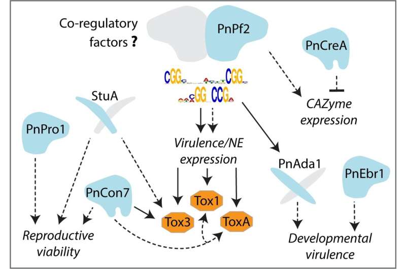 Genetic mechanism unlocks a key secret behind disease infection in crops