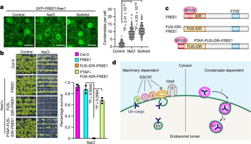 Biomolecular condensates: New findings on the function of cells published in Nature