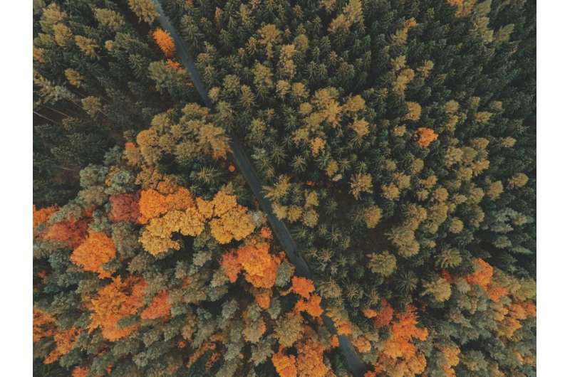 fall forest aerial