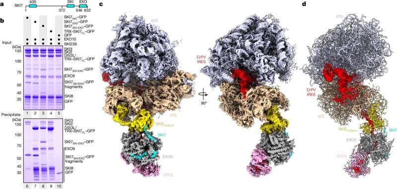 Supercomplex links mRNA translation and decay