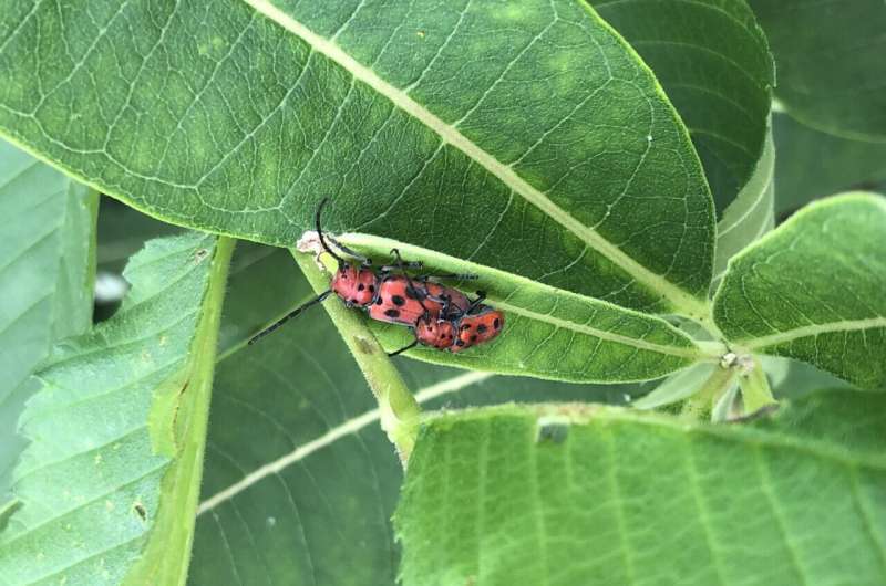 Red milkweed beetle genome offers insight into plant-insect interactions