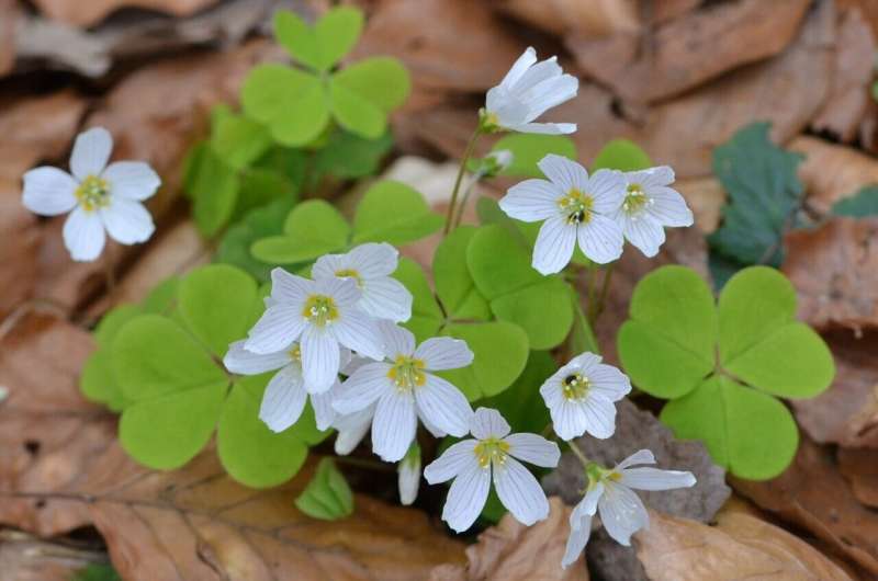 European forest plants are migrating westwards, nitrogen main cause
