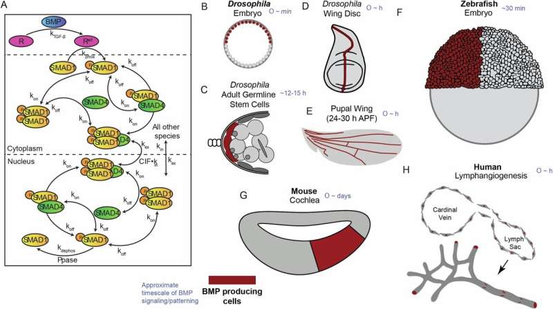 Signaling pathway discovery could lead to faster, more reliable human stem cell differentiation