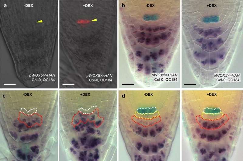 Plant stem cells: Better understanding the biological mechanism of growth control