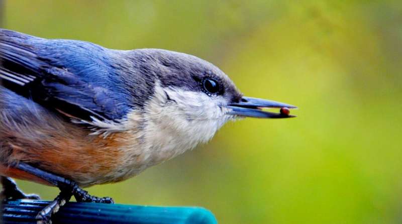 bird eating