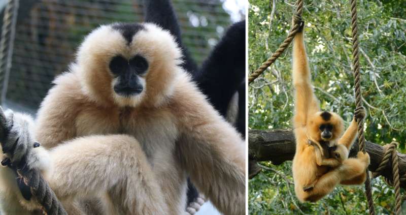 Dance, gibbon, dance!