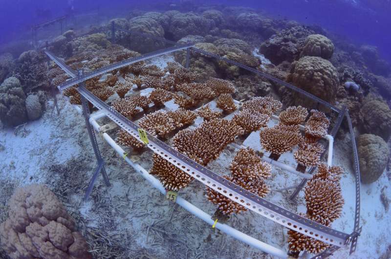 Scientists have successfully bred corals to improve their heat tolerance