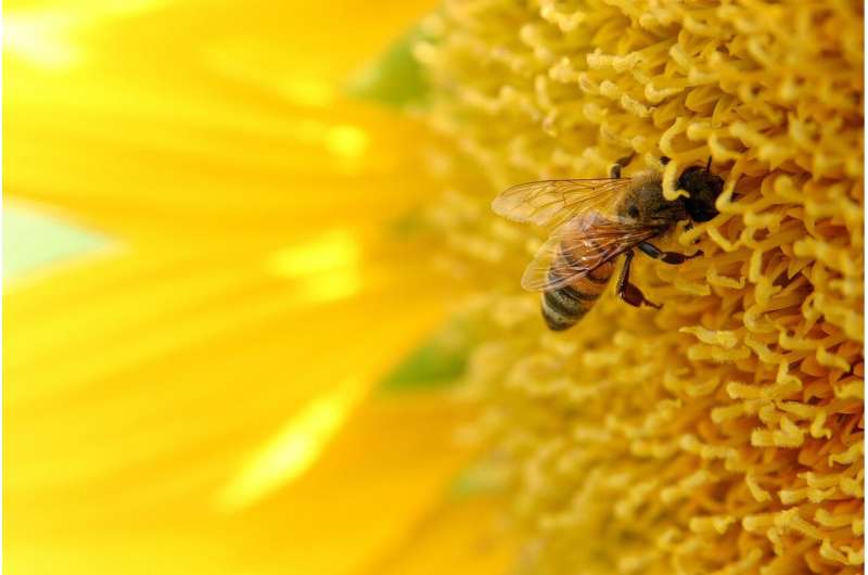What colors do bees see? And how do we know?