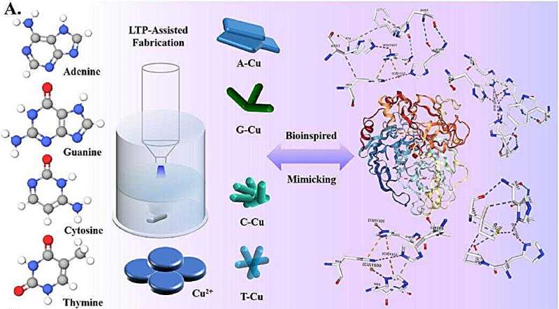 New copper metal-organic framework nanozymes enable intelligent food detection