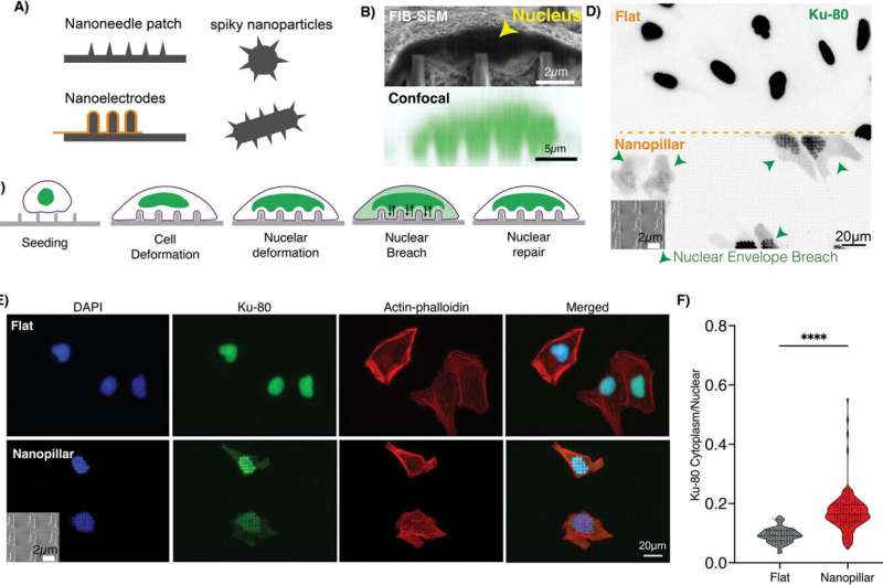 Nanopillars create tiny openings in the nucleus without damaging cells