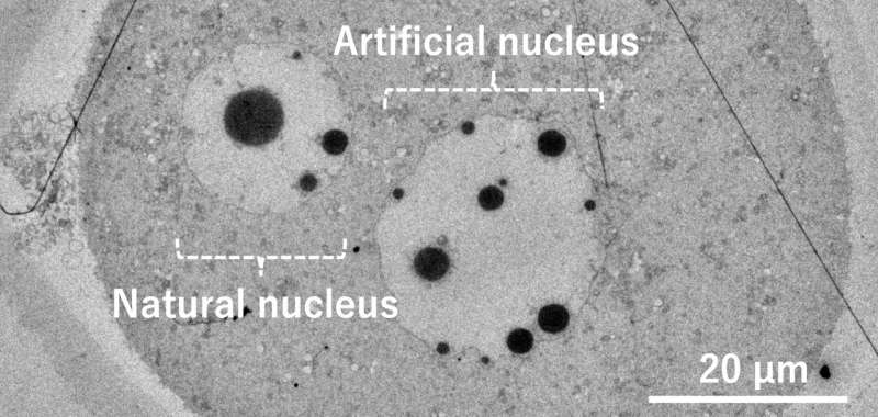 Revolutionizing cell biology: first-ever artificial cell nuclei created in living egg from purified DNA injection