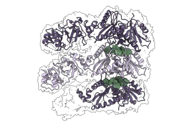 Filament structure activates and regulates CRISPR-Cas 'protein scissors'