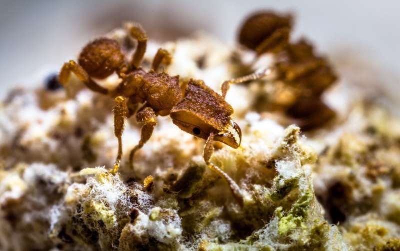 Ant agriculture began 66 million years ago in the aftermath of the asteroid that doomed the dinosaurs