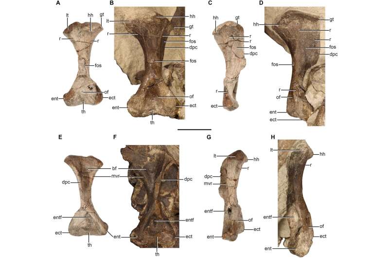 Scientists offer a detailed look at the skeleton of Moschorhinus kitchingi beyond just its skull