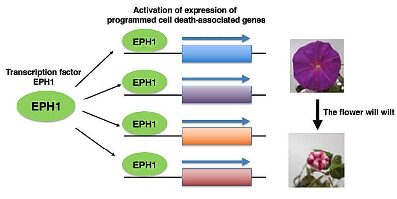 Identification of Compounds extending the longevity of Japanese morning glory flowers