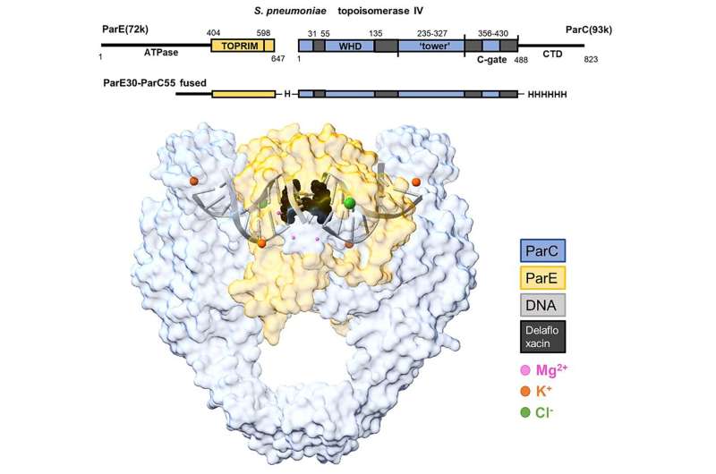 X-ray scattering breakthrough pinpoints new targets for antibiotic drug development