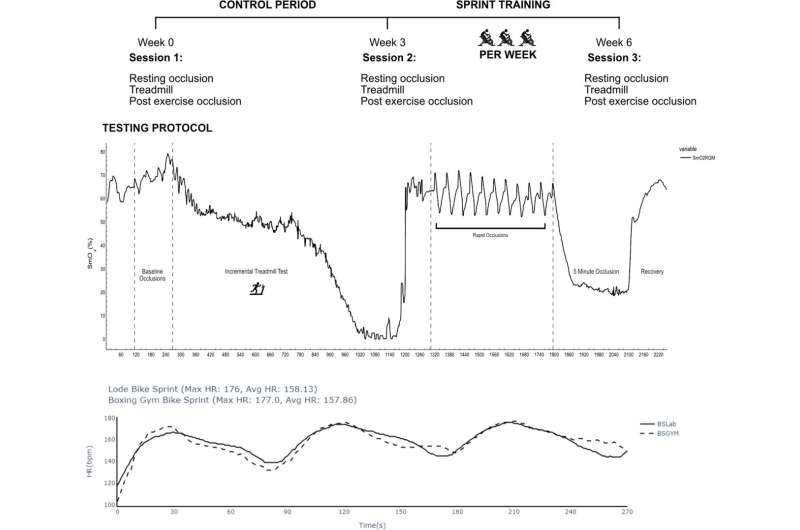 New research shows just 3 weeks of sprints can reduce fatigue onset by changing mitochondria behaviour