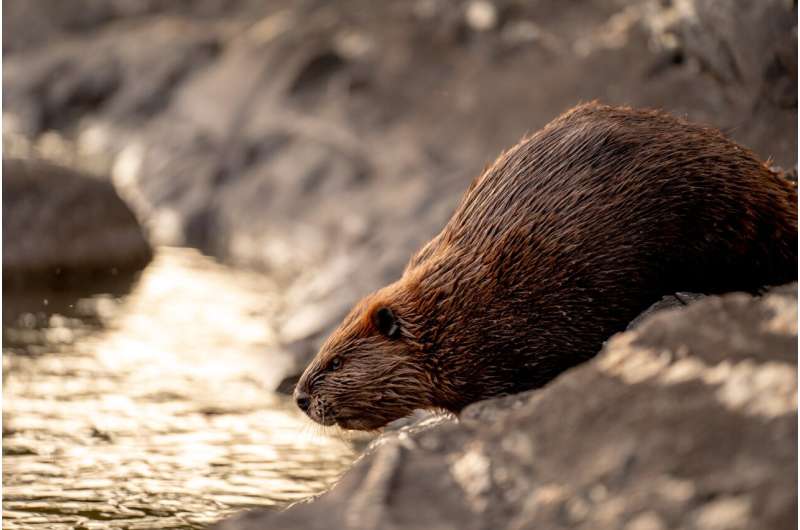beaver