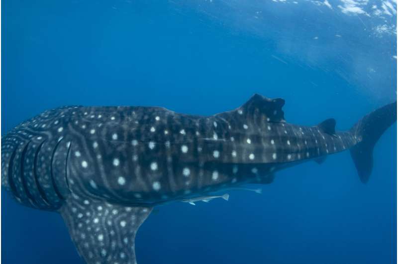 Whale shark shipping collisions may increase as oceans warm