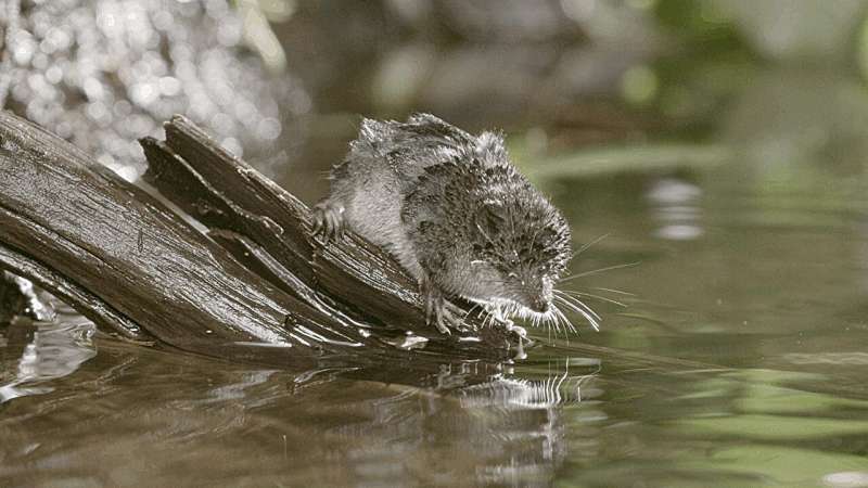 The shrew's extreme resting heart rate of 17 beats per second: new study reveals how