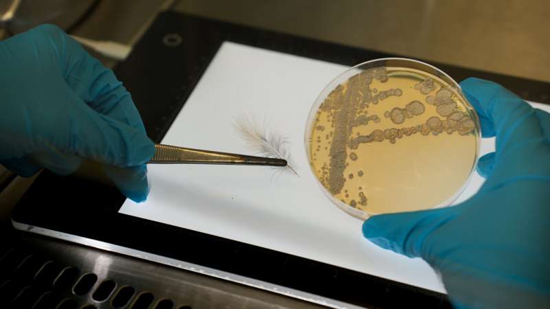 New drugs from toxic birds