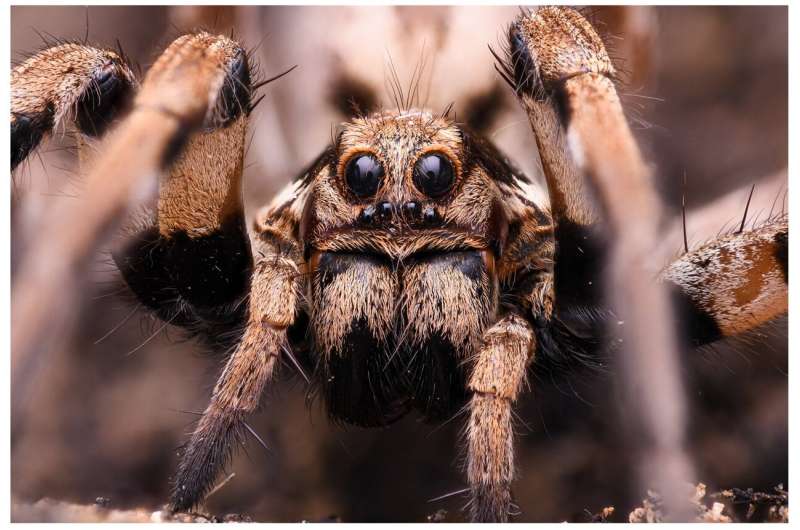 Enzymes in spider venom have bioeconomic potential