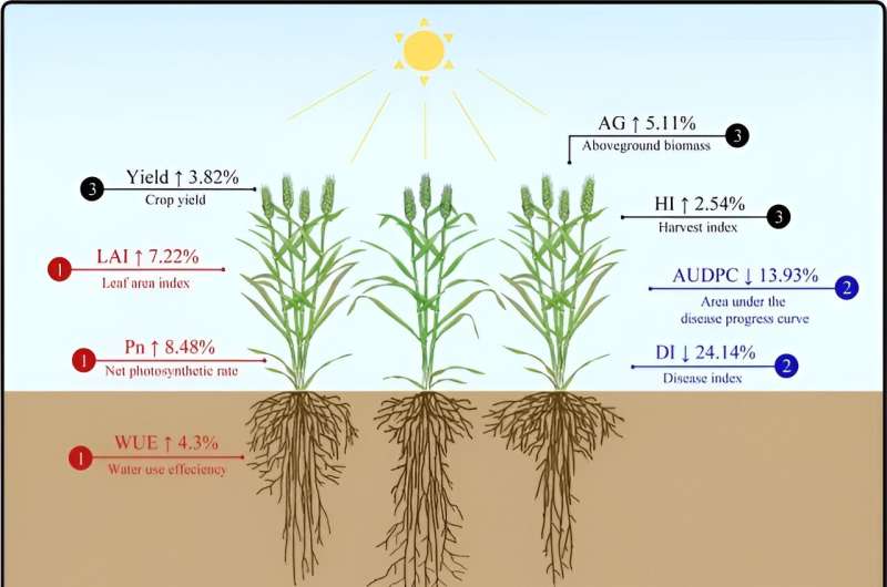 Reducing herbivore damage using biodiversity instead of insecticide