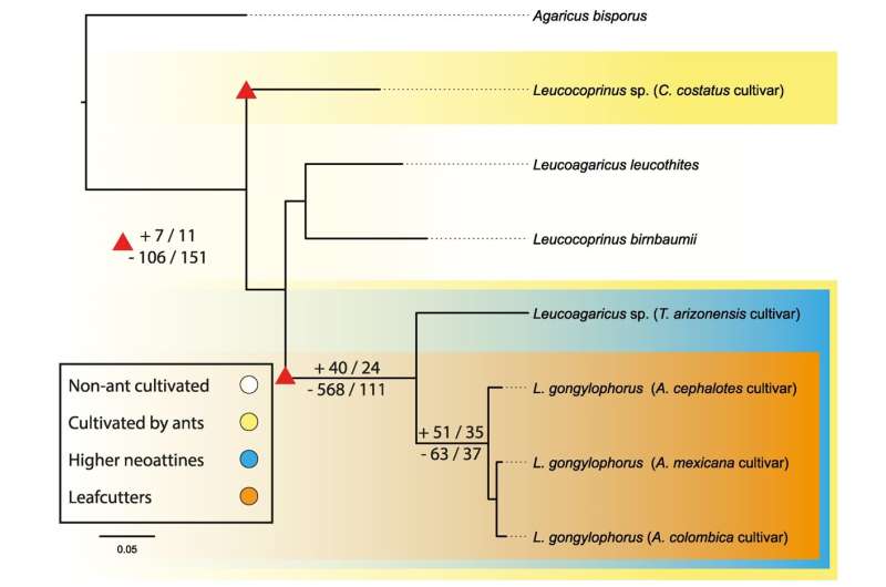 Genomic signatures of domestication in a fungus obligately farmed by leafcutter ants