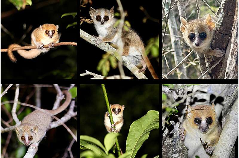 Can you spot the species in these lemur lookalikes?