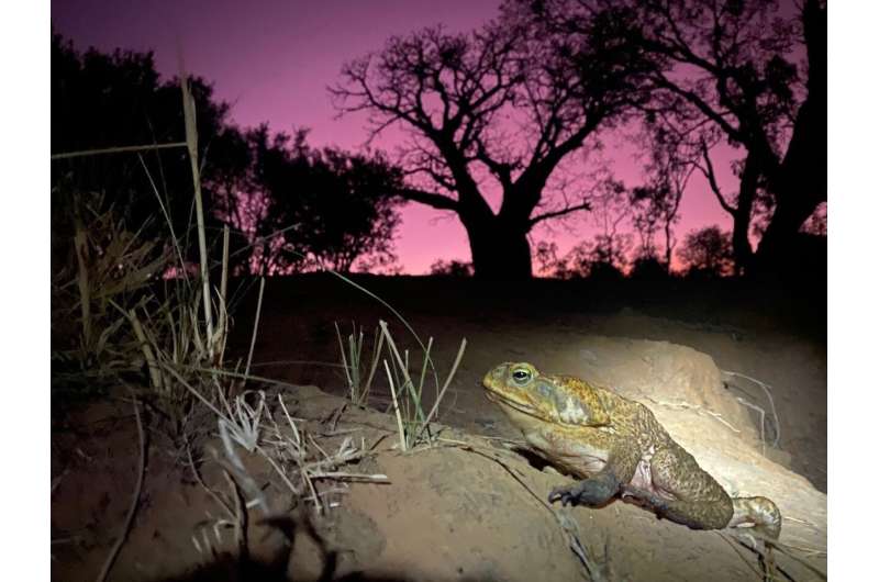 Can drying them out stop the cane toads' invasion of WA?