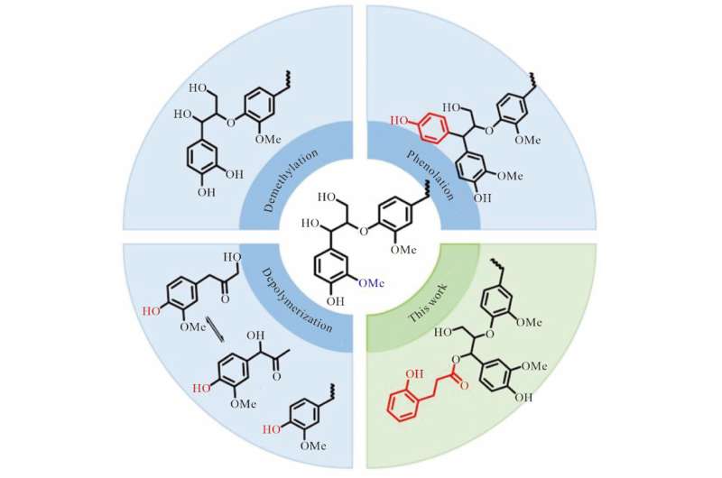 Revolutionary sunscreen from lignin: A natural and sustainable breakthrough