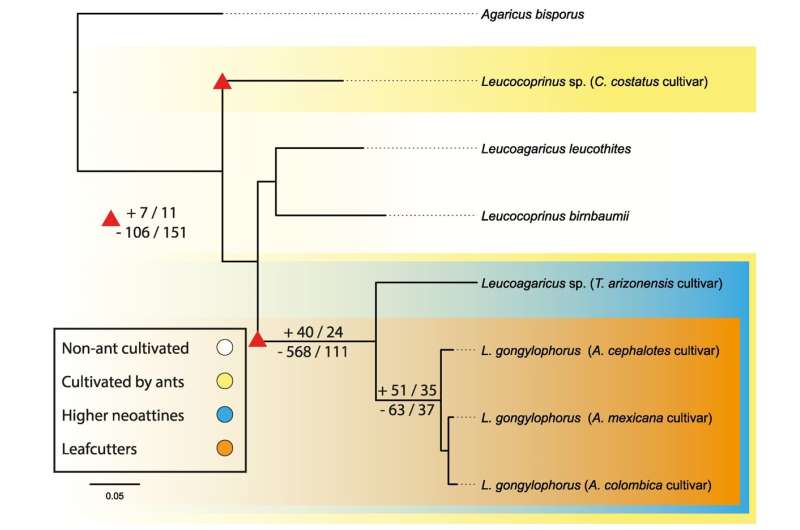 Genomic signatures of domestication in a fungus obligately farmed by leafcutter ants